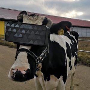 استفاده دامداران روس از هدست واقعیت مجازی برای افزایش شیر گاوها