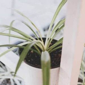 هفت نکته باغبانی در داخل خانه برای پرورش گیاه آپارتمانی