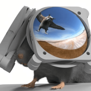 ساخت عینک واقعیت مجازی برای موش ها جهت بررسی واکنش به شکارچیان