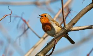 گوگل مدل صوتی Chirp 3، را به پلتفرم Vertex AI افزود