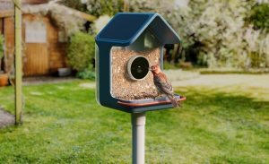 فیدرهای هوشمند جدید Birdbuddy مشاهده پرندگان را حتی برای مبتدیان آسان‌تر می‌کنند